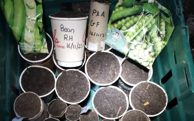 IR – Planting Peas and Beans